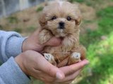 Maltipoo Yavruları: Tatlılıklarıyla Kalbinizi Fethedecekler!