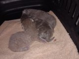 British shorthair yavrularımız