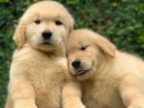Golden Retriever Yavruları İçin Mükemmel Fırsat!
