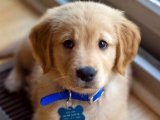 Golden Retriever Yavruları: Harika Bir Aileye Hazır
