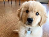 Golden Retriever Yavruları: Hayalinizdeki Evleri Bekliyorlar