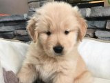 Golden Retriever Yavruları: Sizinle Büyümek İçin Hazır, Onlara Katılmaya Ne Dersiniz?