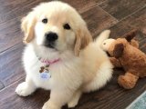 Golden Retriever Yavruları: Eğlence ve Sadakatin Birleşimi