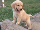 Golden Retriever Yavruları: Sevgiyle Yetiştirilen, Kaliteli Arkadaşlar