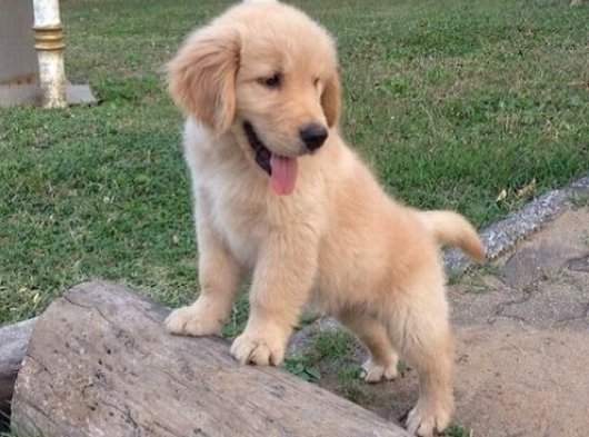 Golden Retriever Yavruları: Sevgiyle Yetiştirilen, Kaliteli Arkadaşlar