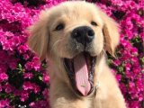 Golden Retriever Yavruları: Sevgi ve Neşe Dolu Bir Hayat İçin Hazır