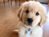 Golden Retriever Yavruları: Göz Kamaştıran Sadakatleriyle Biliniyorlar