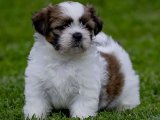 Shih Tzu Yavruları: Minik Mucizeler!