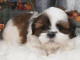 Oyuncu Shih Tzu Yavruları: Minik Mucizeler!