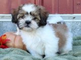 Shih Tzu Yavruları: Sağlıklı ve Şen Şakrak!