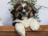 Harika Zaman Geçirecek Shih Tzu Yavruları Satışta