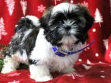 Sevgi Dolu Shih Tzu Yavruları: Tam Aile Üyeleri