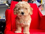 ORJİNAL MALTİPOO YAVRULAR
