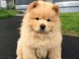 Harika Renklerde Chow Chow Çin Aslanı Yavruları İçin Fırsat!