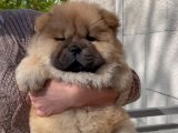 Chow Chow Çin Aslanı Yavruları: Sadakatin ve Zarafetin Temsilcileri!