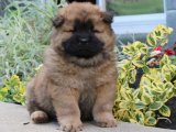 Kaliteli Genç Chow Chow Çin Aslanılar: Sizleri Bekliyorlar!
