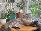 British longhair lynx point maviş gözlü tecrübeli oğluma gelin arıyorum :)