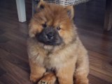 Şampiyon Soydan Chow Chow Çin Aslanı Yavruları Uygun Fiyatla Satılık!