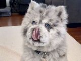 Kaliteli Genç Chow Chow Çin Aslanılar Yeni Sahiplerini Arıyor!