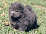 Chow Chow Çin Aslanı Yavruları: Sadakatin ve Zarafetin İdeal Temsilcileri!