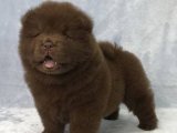 Chow Chow Çin Aslanı Cinsinden Kaliteli Yavrular: Şimdi Satışta!