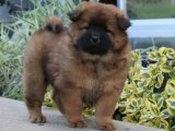 Göz Alıcı Chow Chow Çin Aslanı Yavrularıyla Mutluluğa Adım Atın!