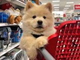 Kaliteli Chow Chow Çin Aslanı Yavruları İçin Kaçırılmayacak Fırsat!