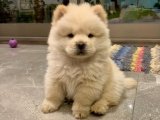 Şampiyon Soydan Chow Chow Çin Aslanı Gençleri Satışta!
