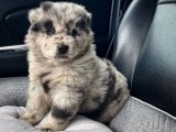 Sevimli Chow Chow Çin Aslanı Yavruları: Ailelerine Aşk Dolu Bir Katkı!
