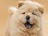 Sağlıklı ve Sosyal Chow Chow Çin Aslanı Yavruları Yeni Sahiplerini Bekliyor!