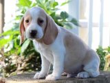 Beagle Yavruları Satışta! Hemen Sahip Olun!
