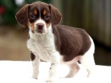 Beagle Yavruları: Sağlık Garantili ve Bakımlı