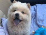 Sağlıklı ve Eğitimli Chow Chow Çin Aslanı Yavruları Uygun Fiyatla!