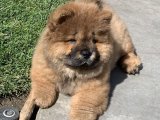 Chow Chow Çin Aslanı Yavruları: Sadakatin ve Zarafetin Harika Birleşimi!