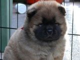 Şampiyon Soydan Chow Chow Çin Aslanı Yavruları: Sağlık Kontrolünden Geçmiş!
