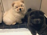 Göz Alıcı Renklere Sahip Chow Chow Çin Aslanı Yavruları: Şimdi Alın!