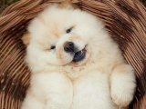 Chow Chow Çin Aslanı Yavruları: Sadakat ve Zarafetin Buluştuğu Nokta!