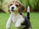 Beagle Cinsi Köpekler: Minik Mucizeler