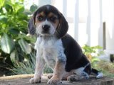 Beagle Cinsi Sevimli Yavrular Satışta!