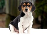 Harika Kişilikli Beagle Yavruları Satışta!