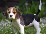 Beagle Cinsi Sevimli Yavrular Uygun Fiyata!