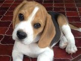 Beagle Cinsi Köpek Yavruları Fırsatı Kaçırmayın!