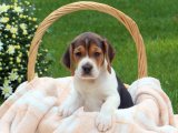 Beagle Yavruları: Sevimlilikleriyle Kalplerinizi Fethedecek!