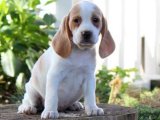 Beagle Yavruları: Sağlıklı ve Cana Yakın Arkadaşlar!
