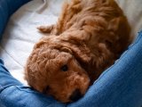 Redbrown Dişi ve Erkek Toy Poodle Yavrularımız