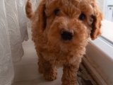 Baldan Tatlı Süt Oğlan Toy Poodle