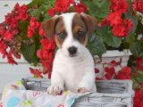 Jack Russell Terrier Yavruları Sizi Bekliyor!