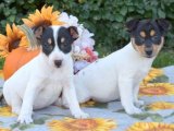 Yavrularımızın Güzel Günleri: Jack Russell Terrier Satışı