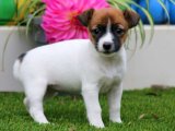 Evinize Neşe Katacak Jack Russell Terrier Yavruları
