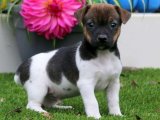 Evinizi Renklendirecek Jack Russell Terrier Yavruları Şimdi Alın